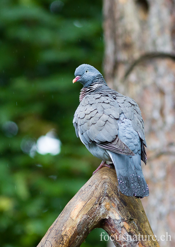 Pigeon ramier 2661.jpg - Pigeon ramierColumba palumbusCommon Wood Pigeon (Ermitage, Genève, Suisse, mai 2013)